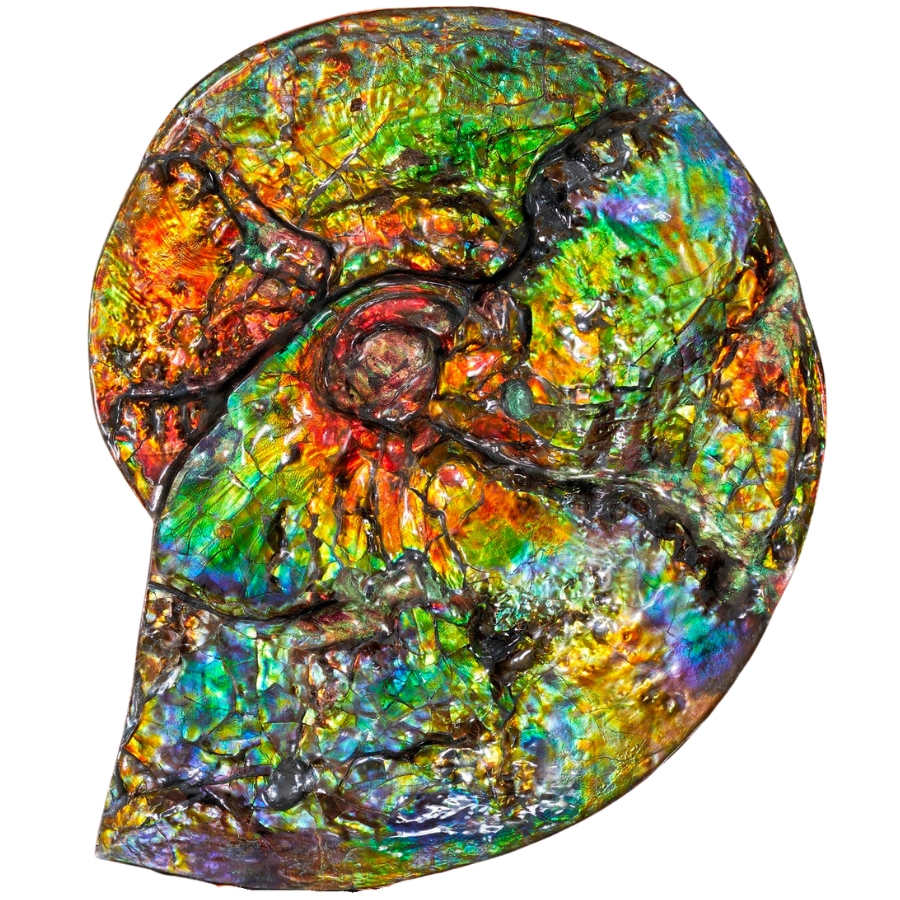 A captivating piece of colorful and shiny ammolite