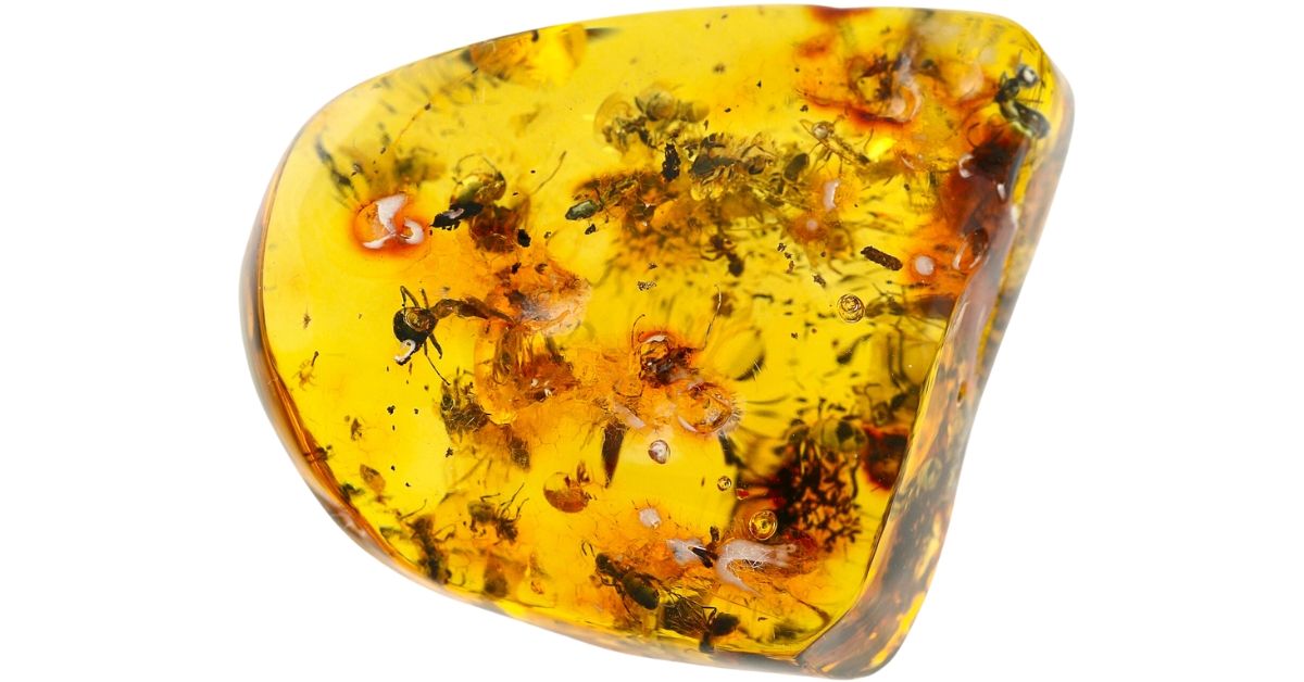 A translucent Baltic amber with visible insect inclusions