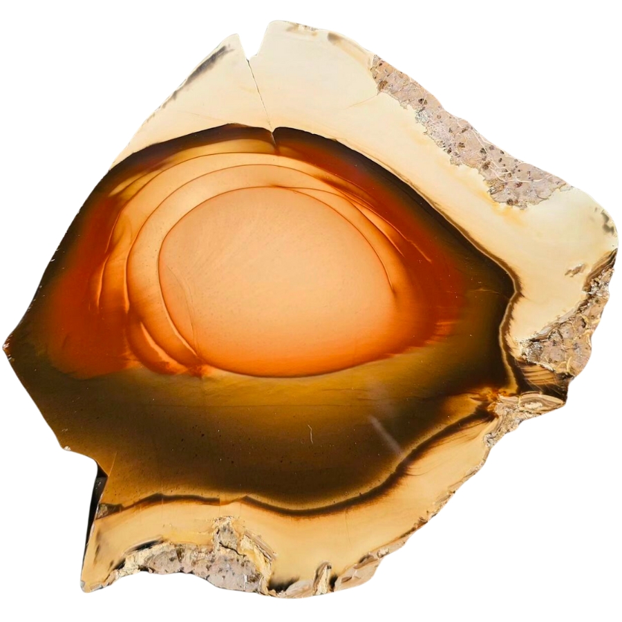 A raw piece of white rind bruneau jasper showing an interesting blend of brown, black, white, and yellow hues
