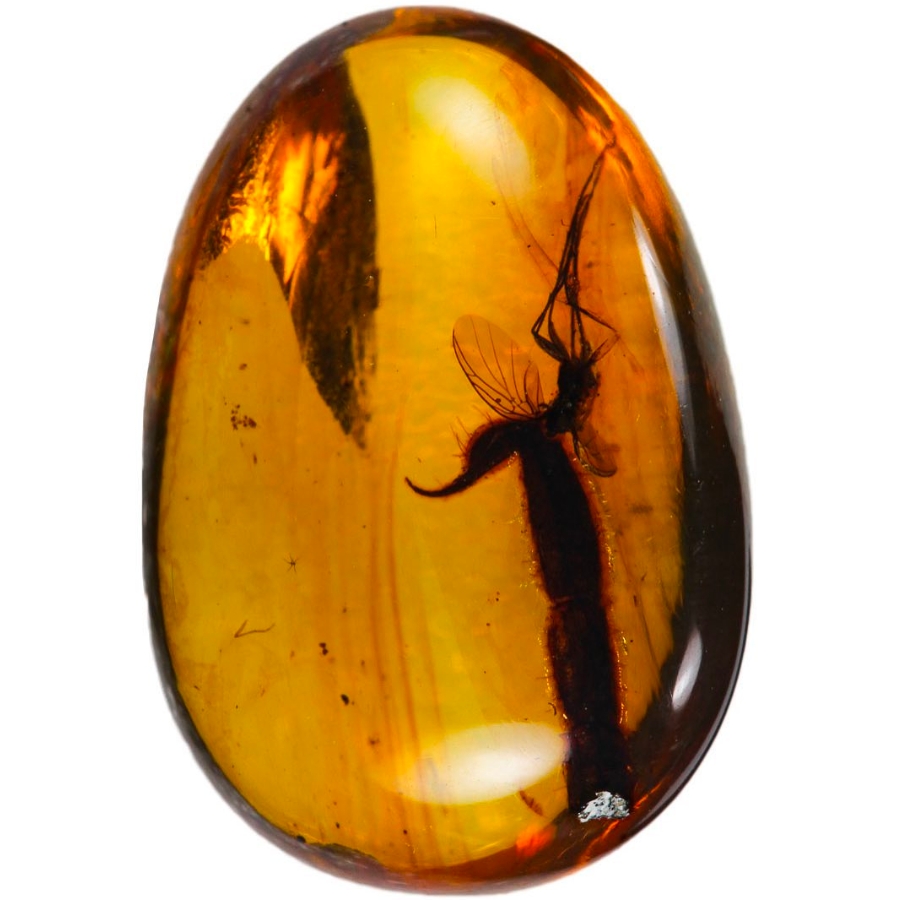 A translucent piece of Burmese amber with a scorpion stinger inclusion