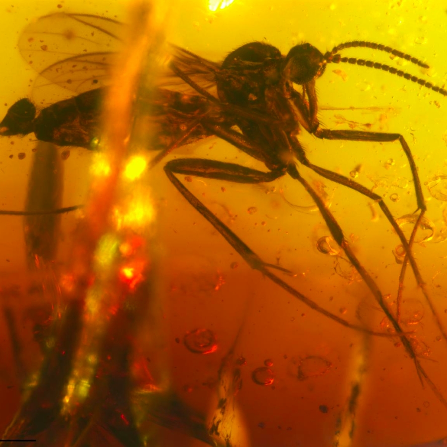 Close-up look at an incredibly well-preserved insect inclusion in a Cambay amber