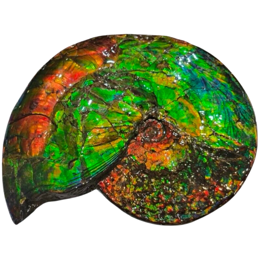 A colorful ammolite with lustrous surface