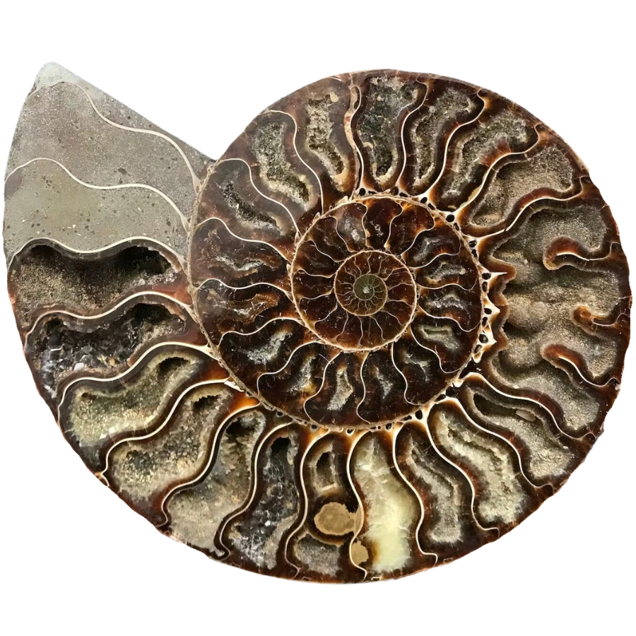 A fine specimen of ammonite fossil conch