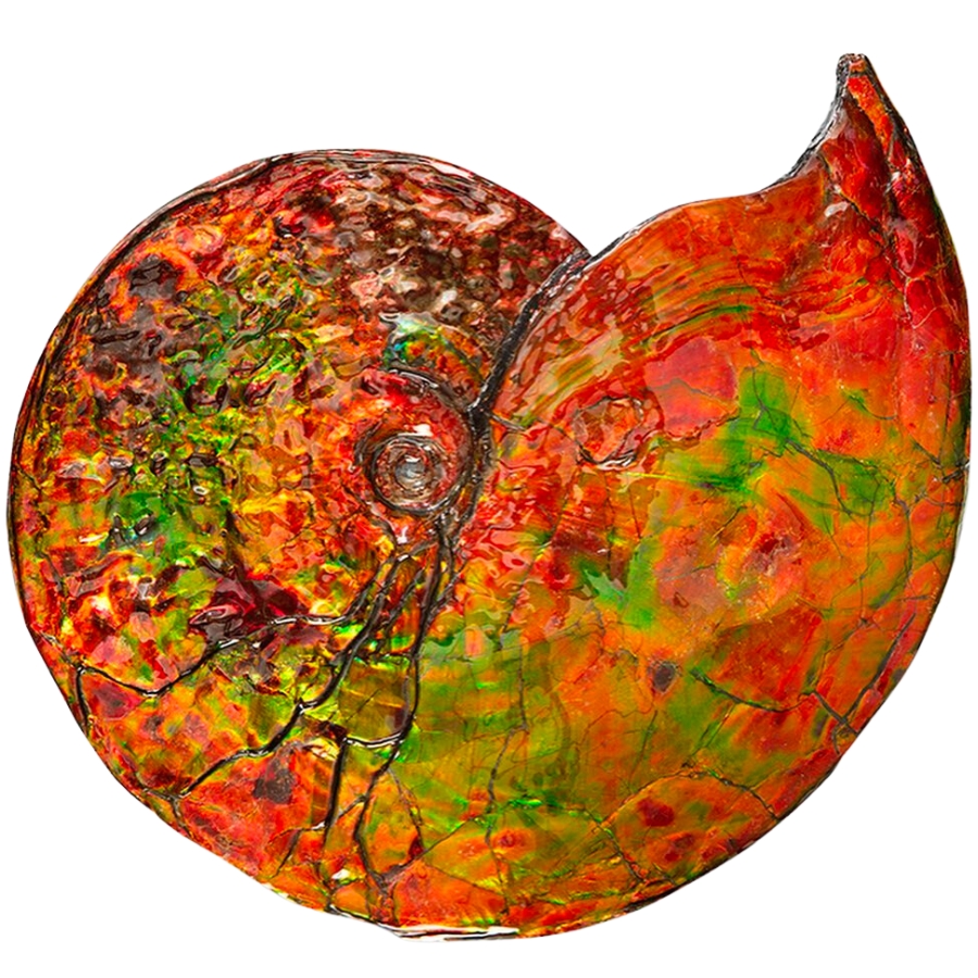 A colorful piece of lustrous ammonite with reddish-orange as its dominant color