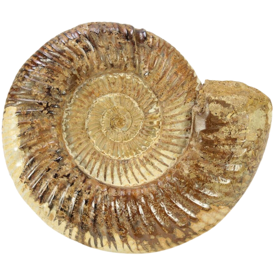 A polished piece of beautiful ammonite