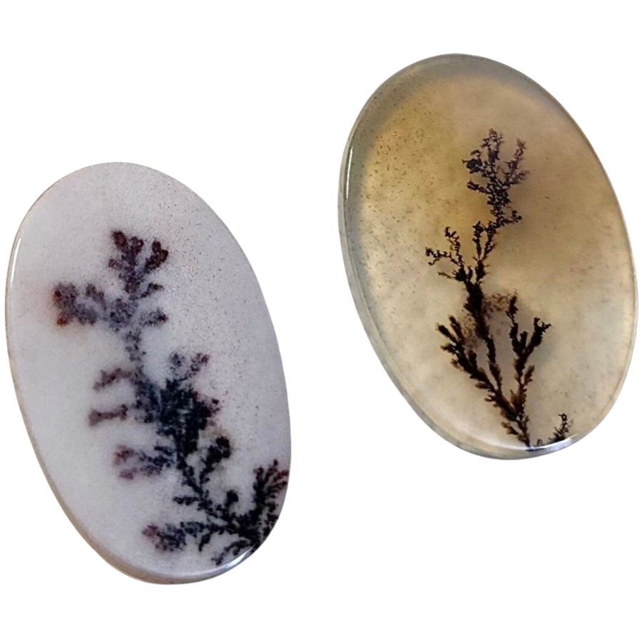 Two cabochons of dendritic agate showing trees-like patterns