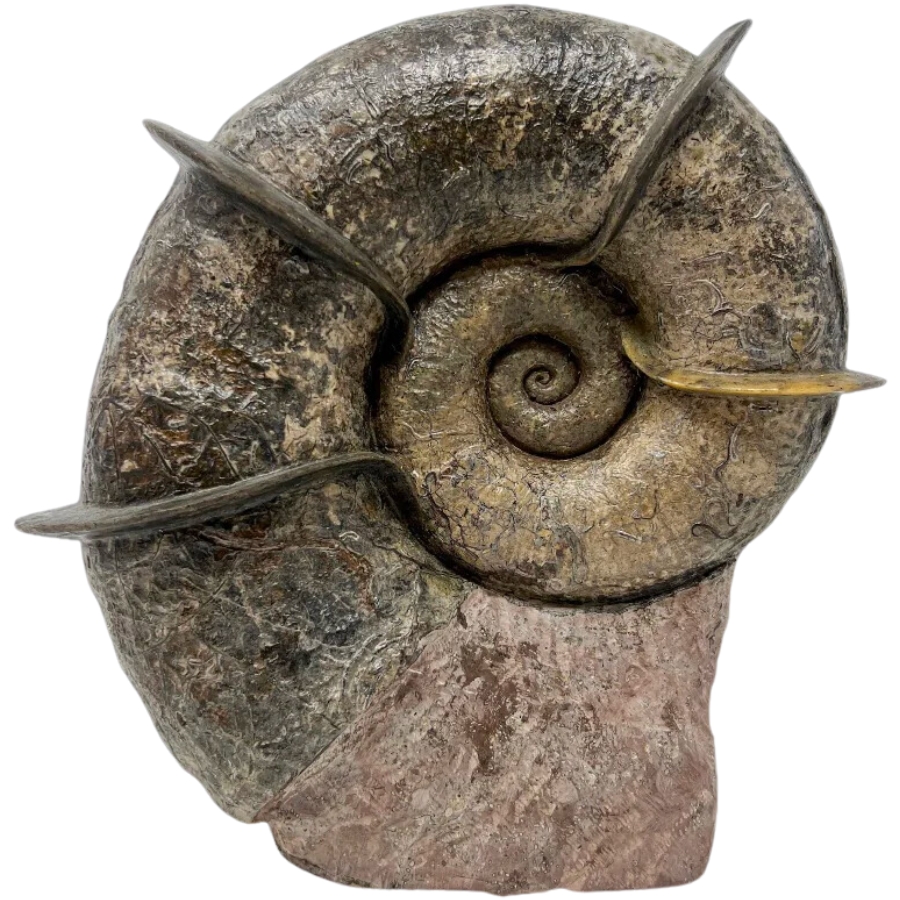 A stunning piece of bladed ammonite fossil