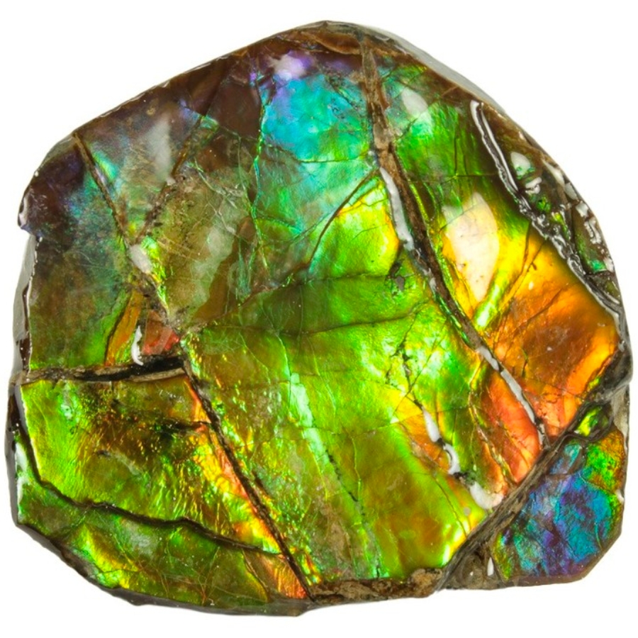 A wide section of an ammolite showing iridescent colors