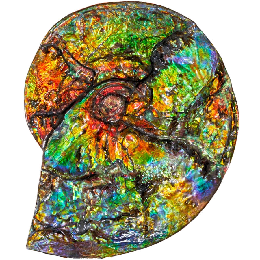 A lustrous piece of colorful ammolite