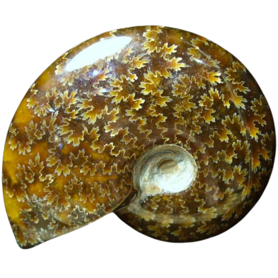 An amazing piece of ammonite with suture patterns