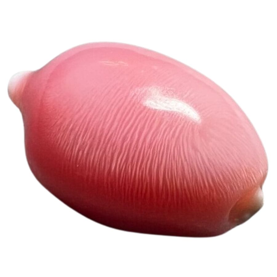 irregularly shaped pink conch pearl