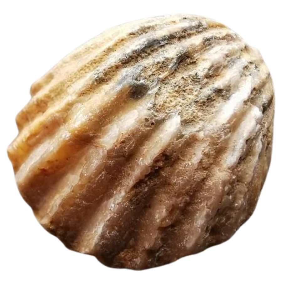 fossilized shell with visible ridges