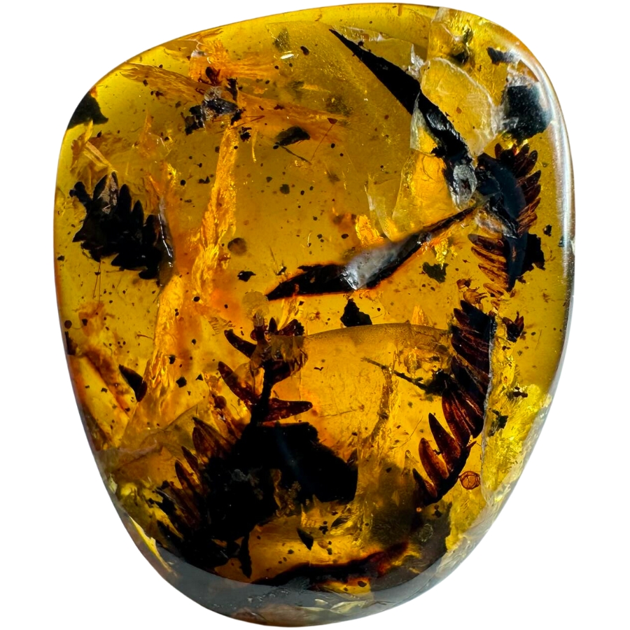 Visible branches of metasequoia tree inside an amber