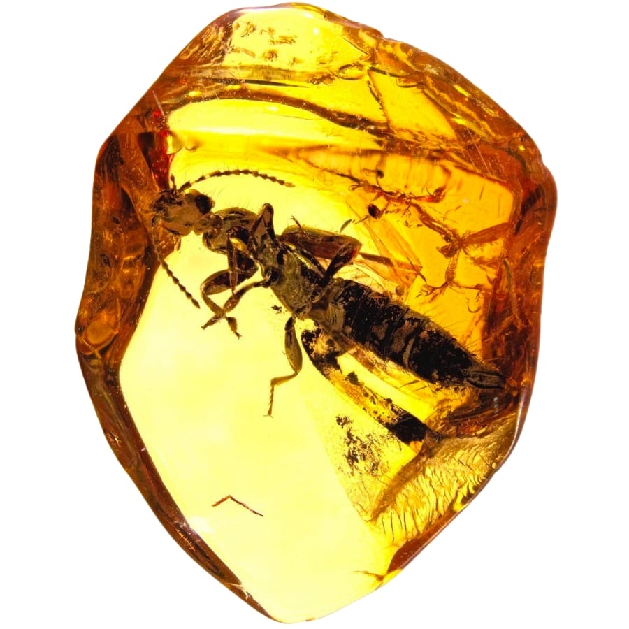 A golden-yellow baltic amber with a clear inclusion of a rove beetle