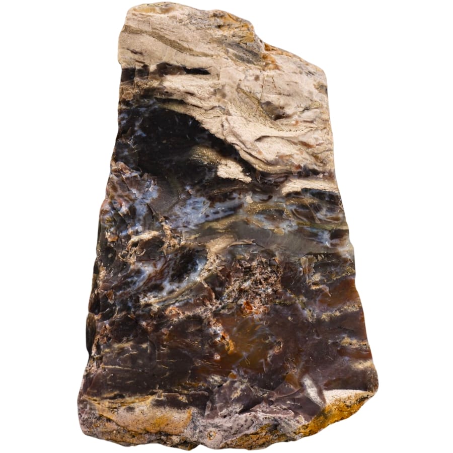 A raw specimen of petrified wood from Antigua