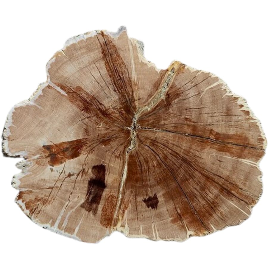 A petrified tropical hardwood with clear details of the wood