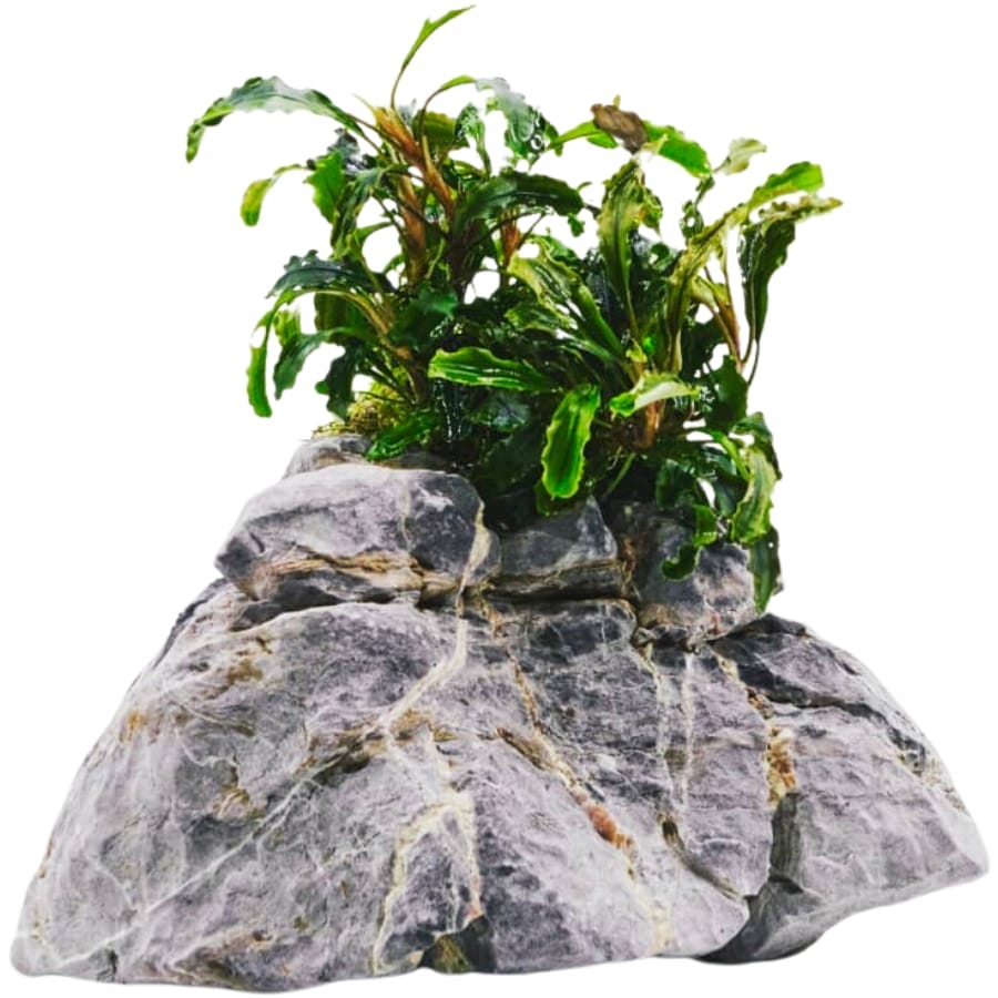 A bucephalandra wavey green plant on a seiryu stone