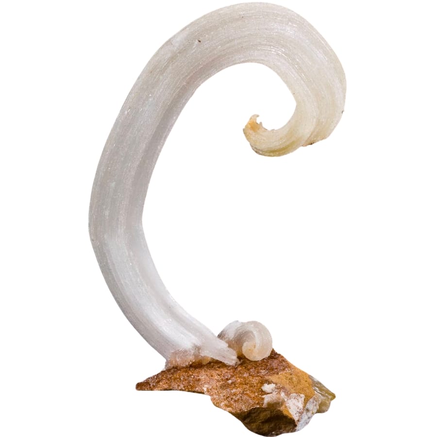 A curved specimen of selenite on a matrix called the "Ram's Horn"