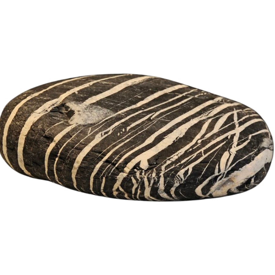 A zebra rock palm stone with clear, striking stripes