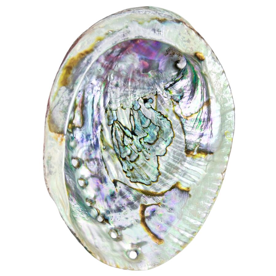 iridescent inside of an abalone shell
