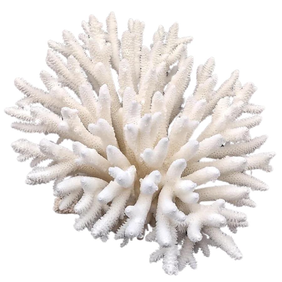 white dry coral