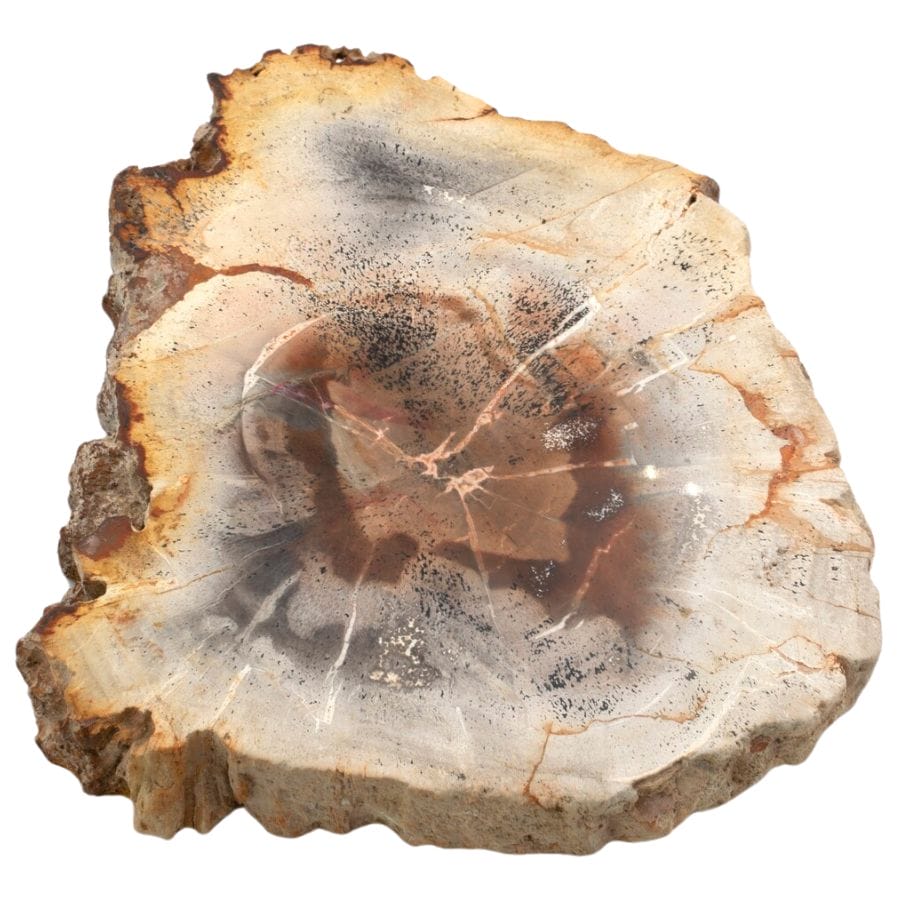 petrified wood slab with visible tree rings