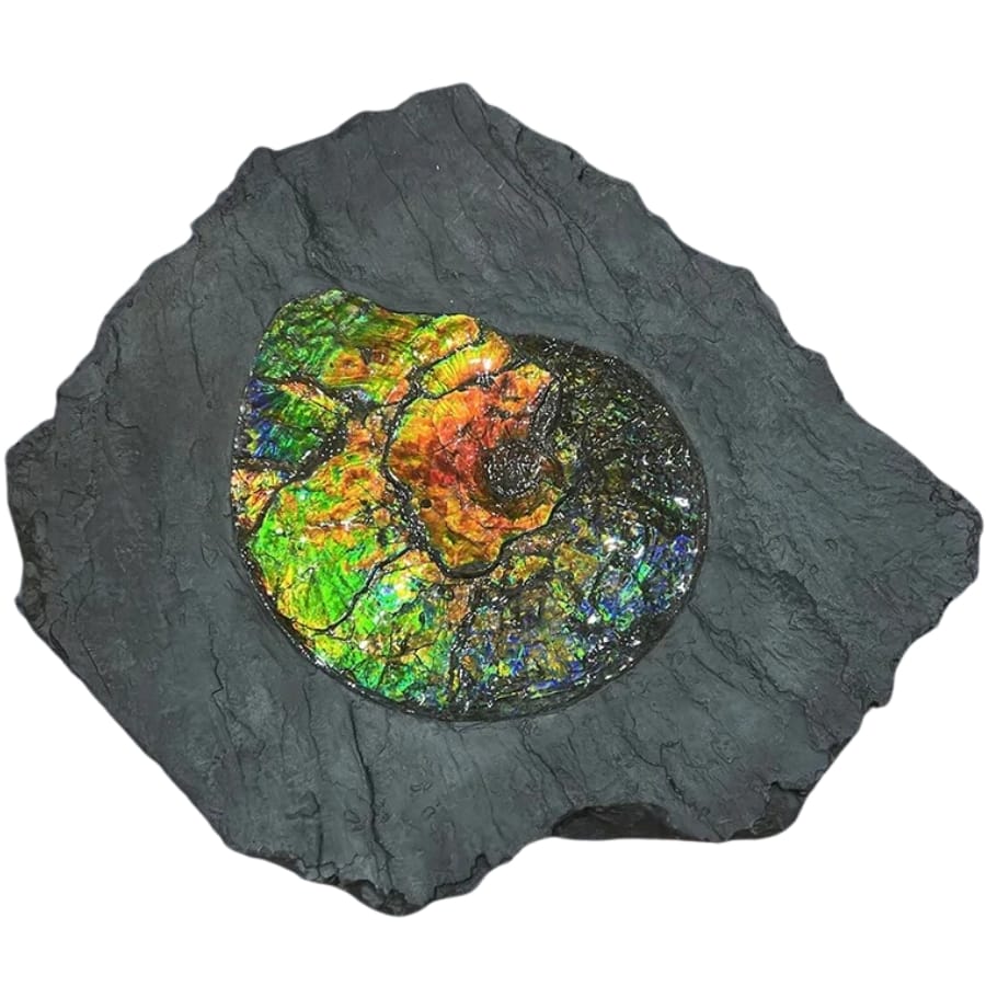 A colorful and iridescent ammolite that stands out against its dark gray shale matrix