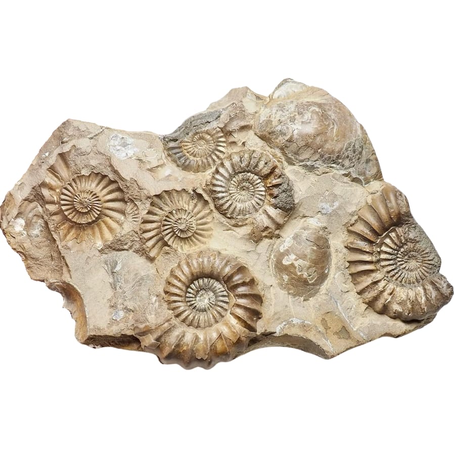 Several ammonite fossils on a matrix