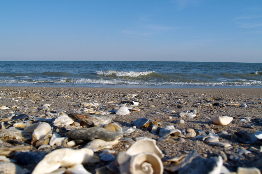 Pebbly coasts of Edisto Island with interesting shells