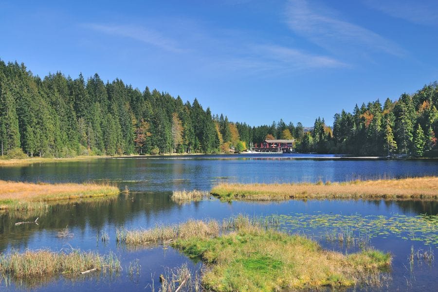 lake with pine trees