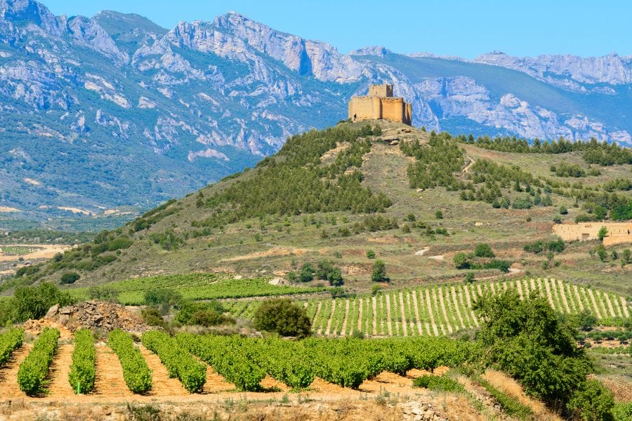 vineyard with green plants