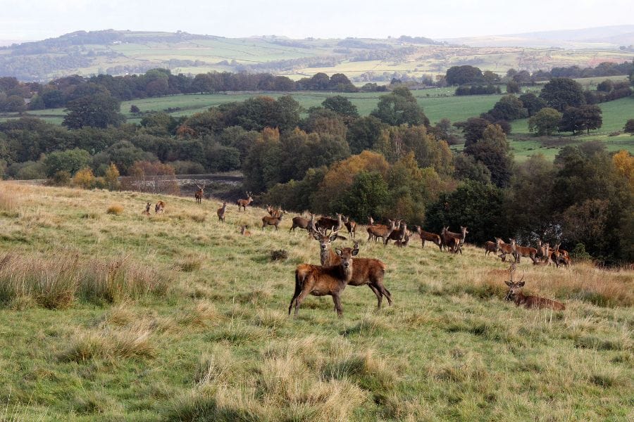 grassy field with deer