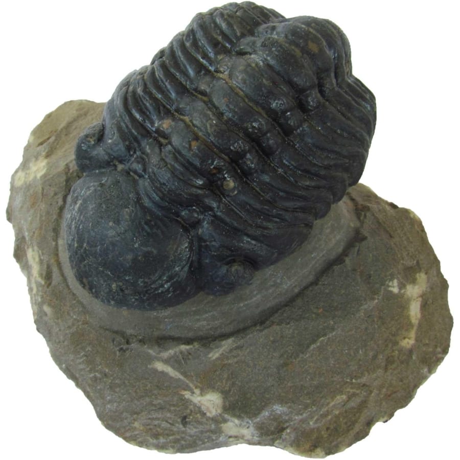 A black Reedops trilobite fossil on a matrix