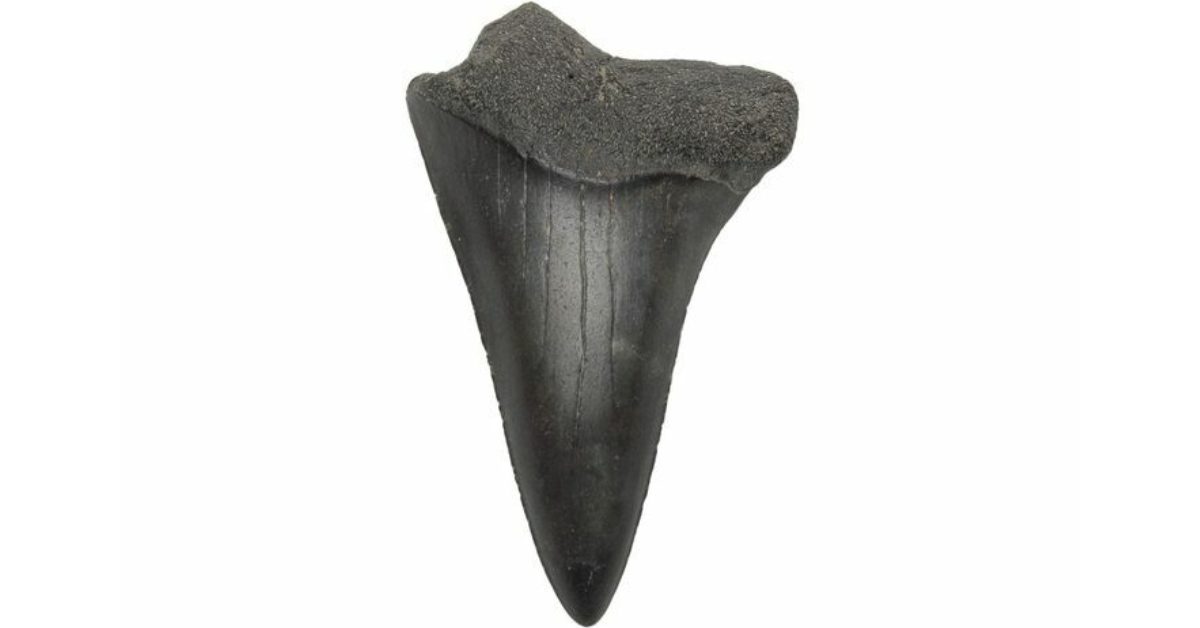A broad-toothed Carcharodon hastalis tooth from South Carolina
