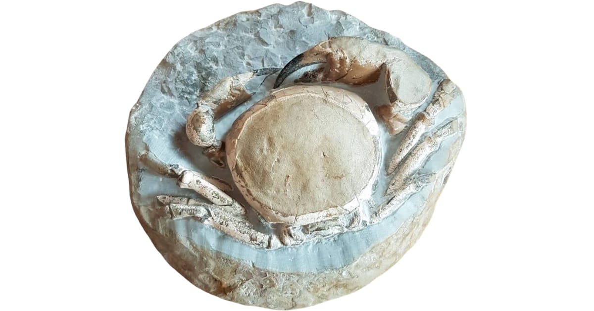 A Tumidocarcinus Giganteus fossil inside a rock