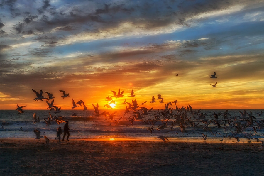 Sunset view at Venice Beach with birds setting off