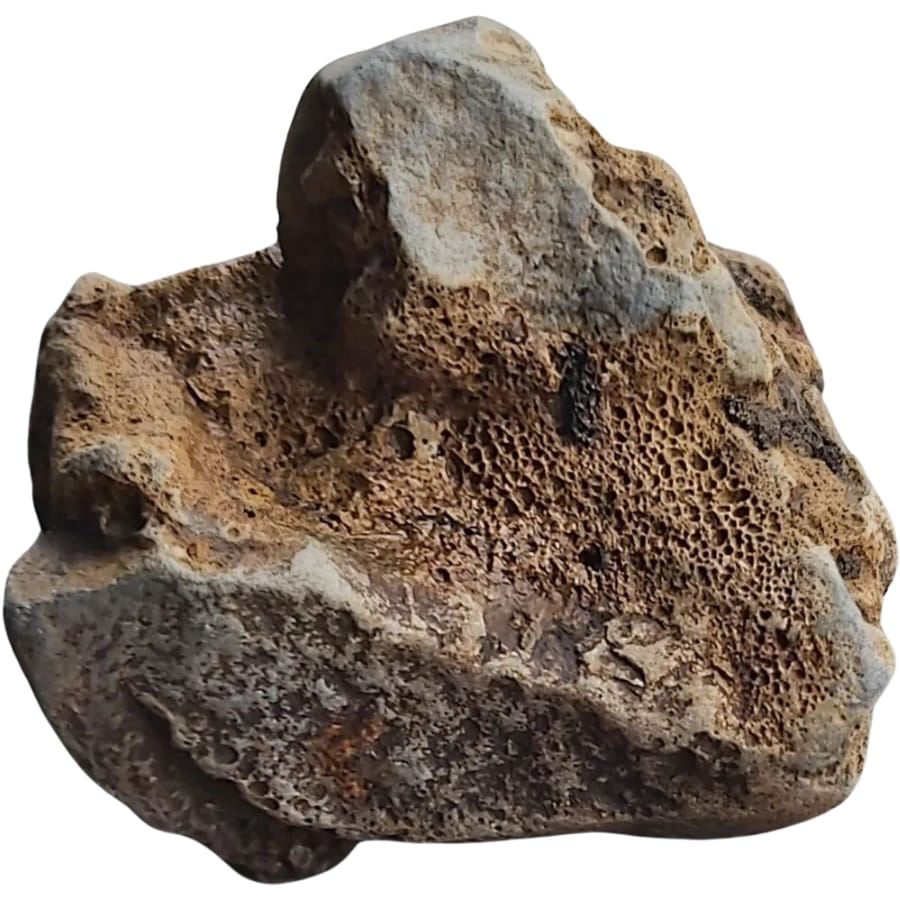 Visible textured surface of a rock with an imprint possibly from a vertebrae