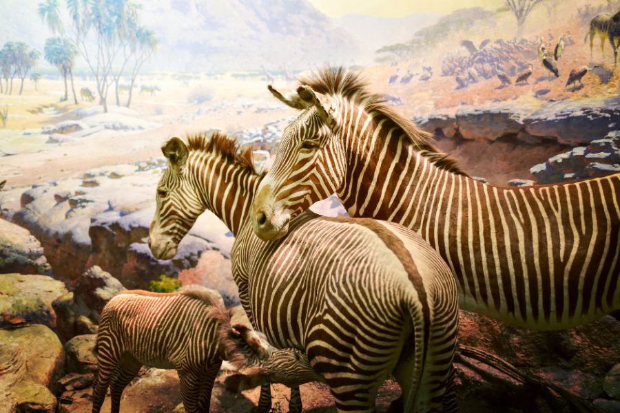 mural of zebras at the American Museum of Natural History