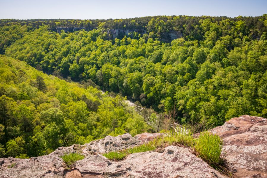 aerial view of a forest