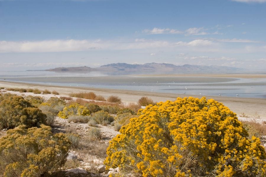 Great Salt Lake with bushes in the foreground