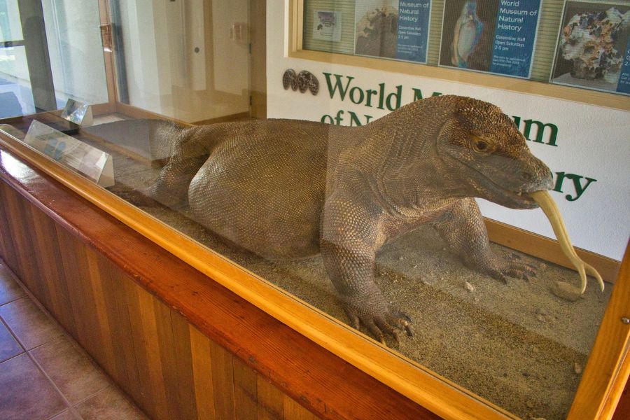 animal display in a museum