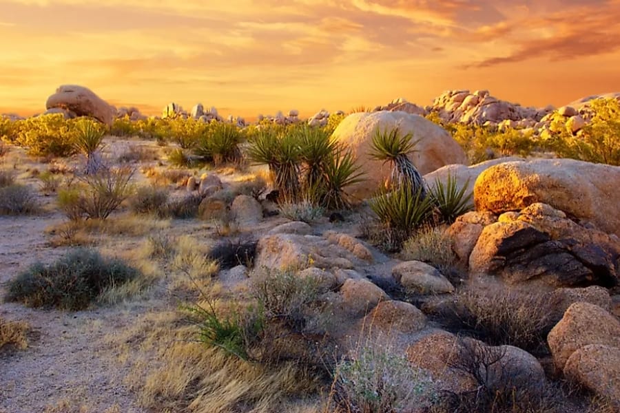 Rocky terrain of the Mojave Desert