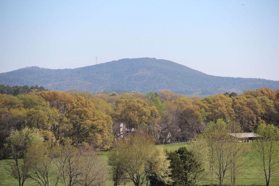 forest with a mountain in the background