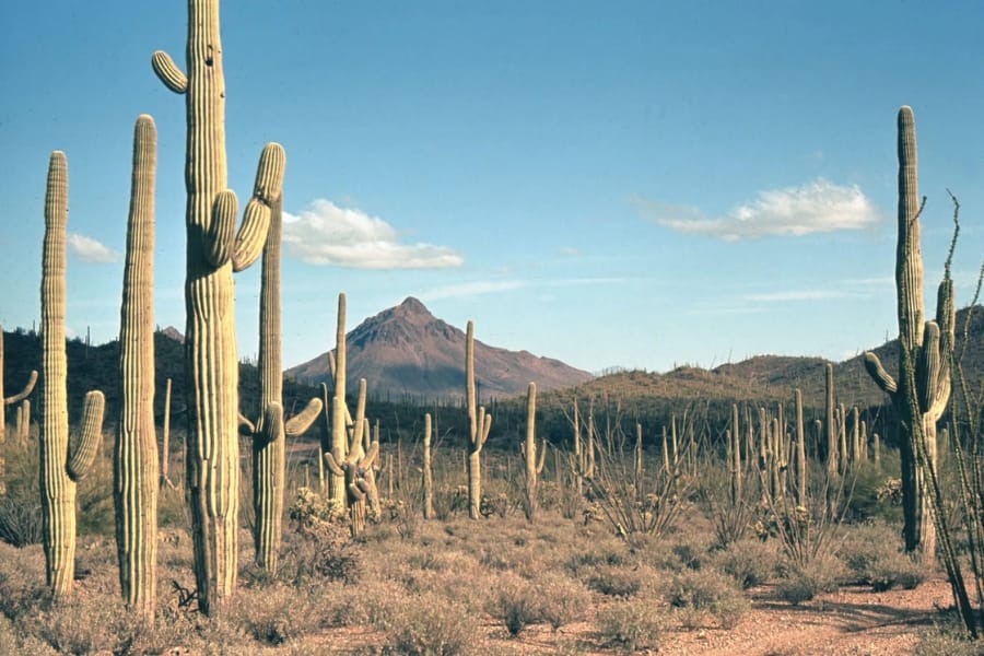 Cacti-filled Saguaro National Park near Tucson