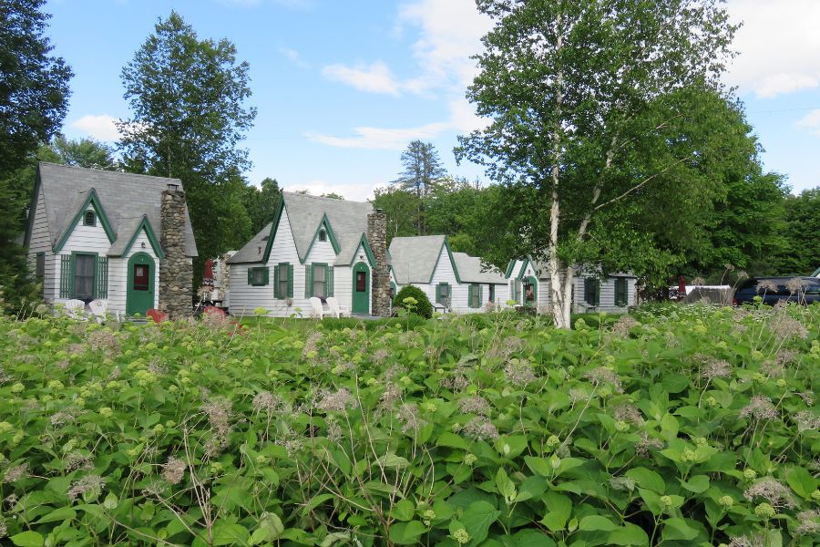 houses and trees in a green field