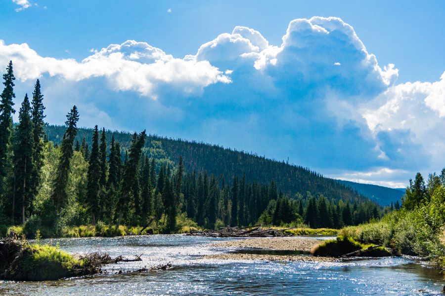 river and trees on a sunny day