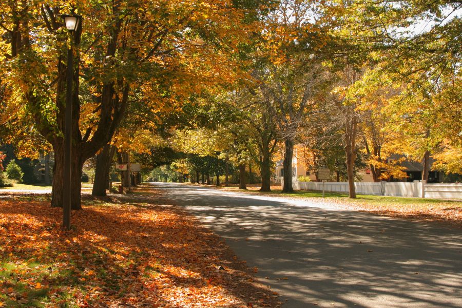 concrete road lined with trees