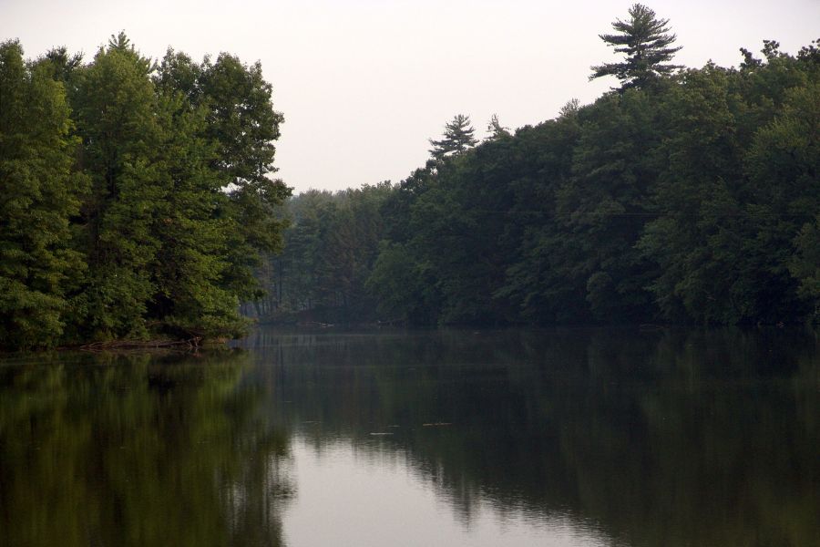 lake and trees