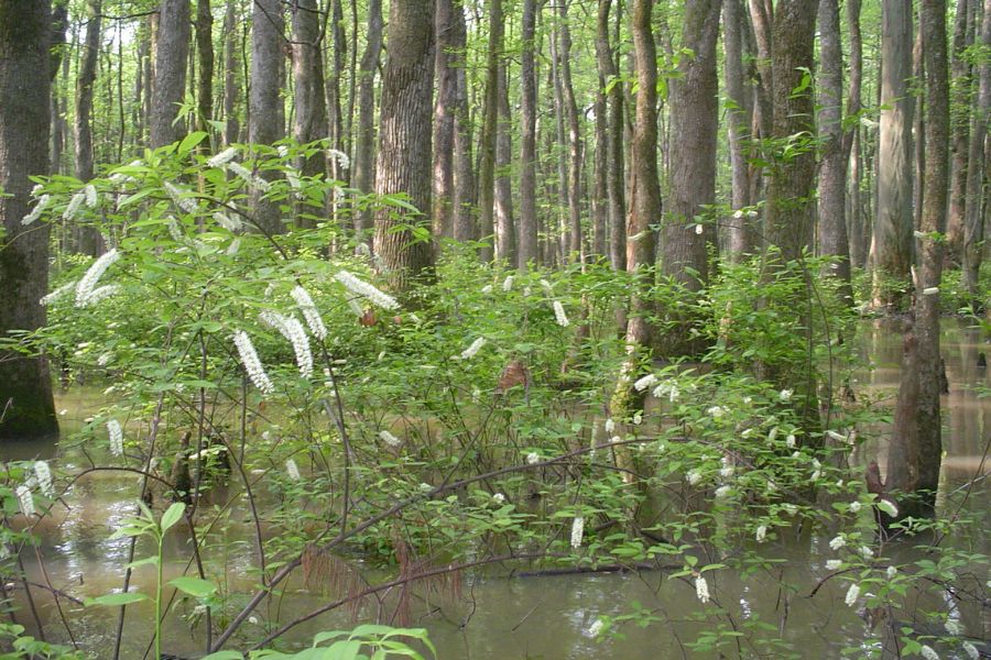 trees and shrubbery in a bayou