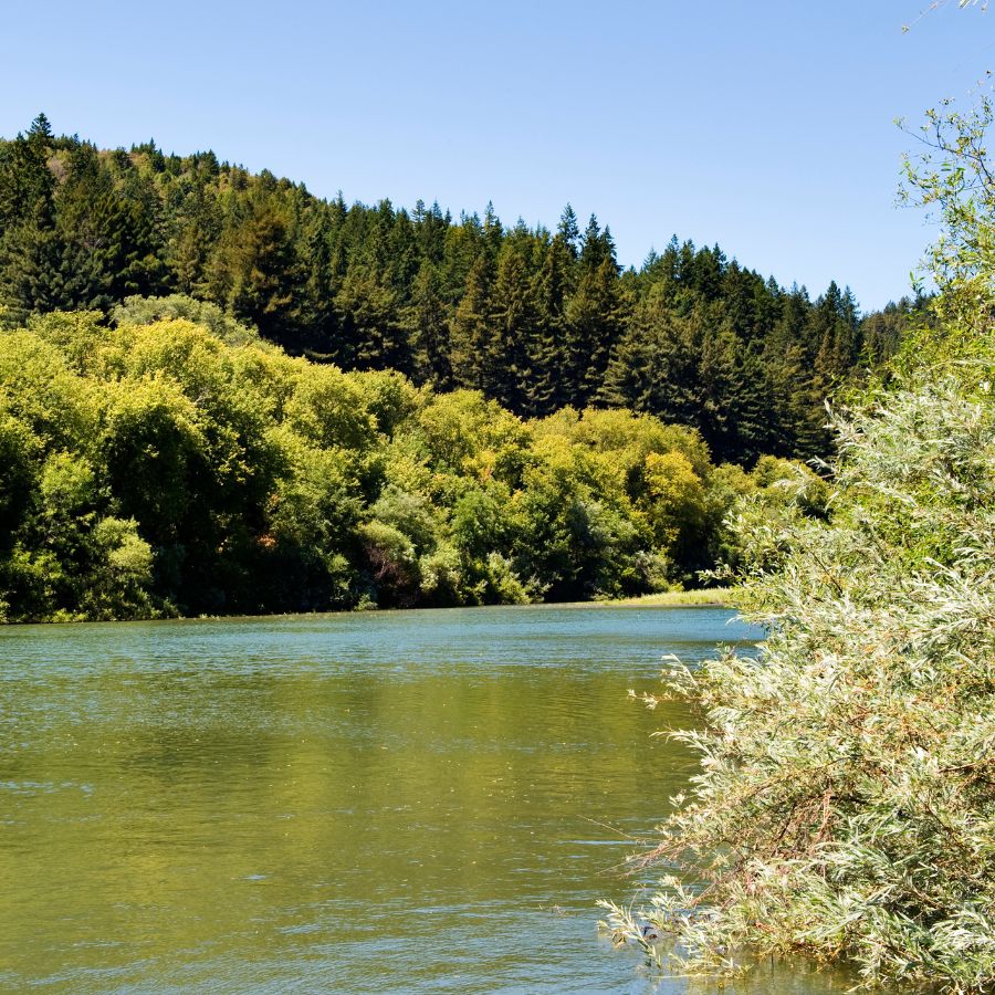 river with tree-lined banks